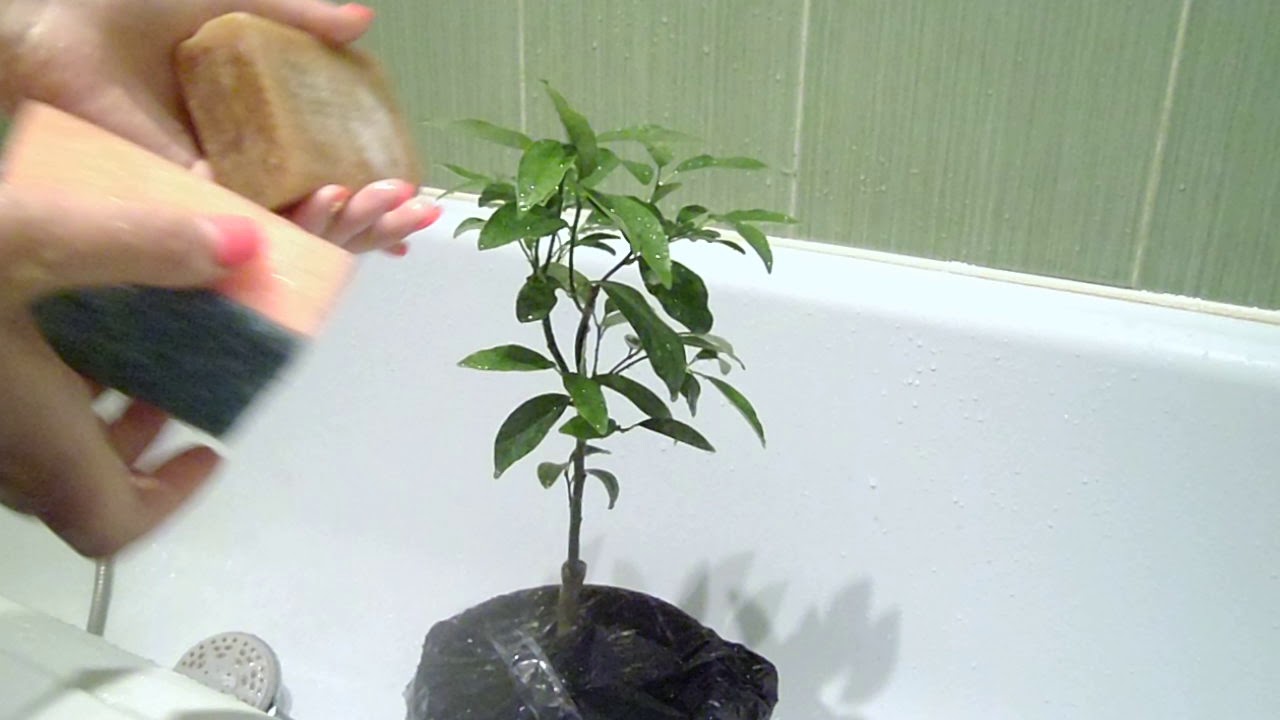 Мыльный раствор для растений. Вымыть растение. Как помыть растения. Паутинный клещ и мыльный раствор.