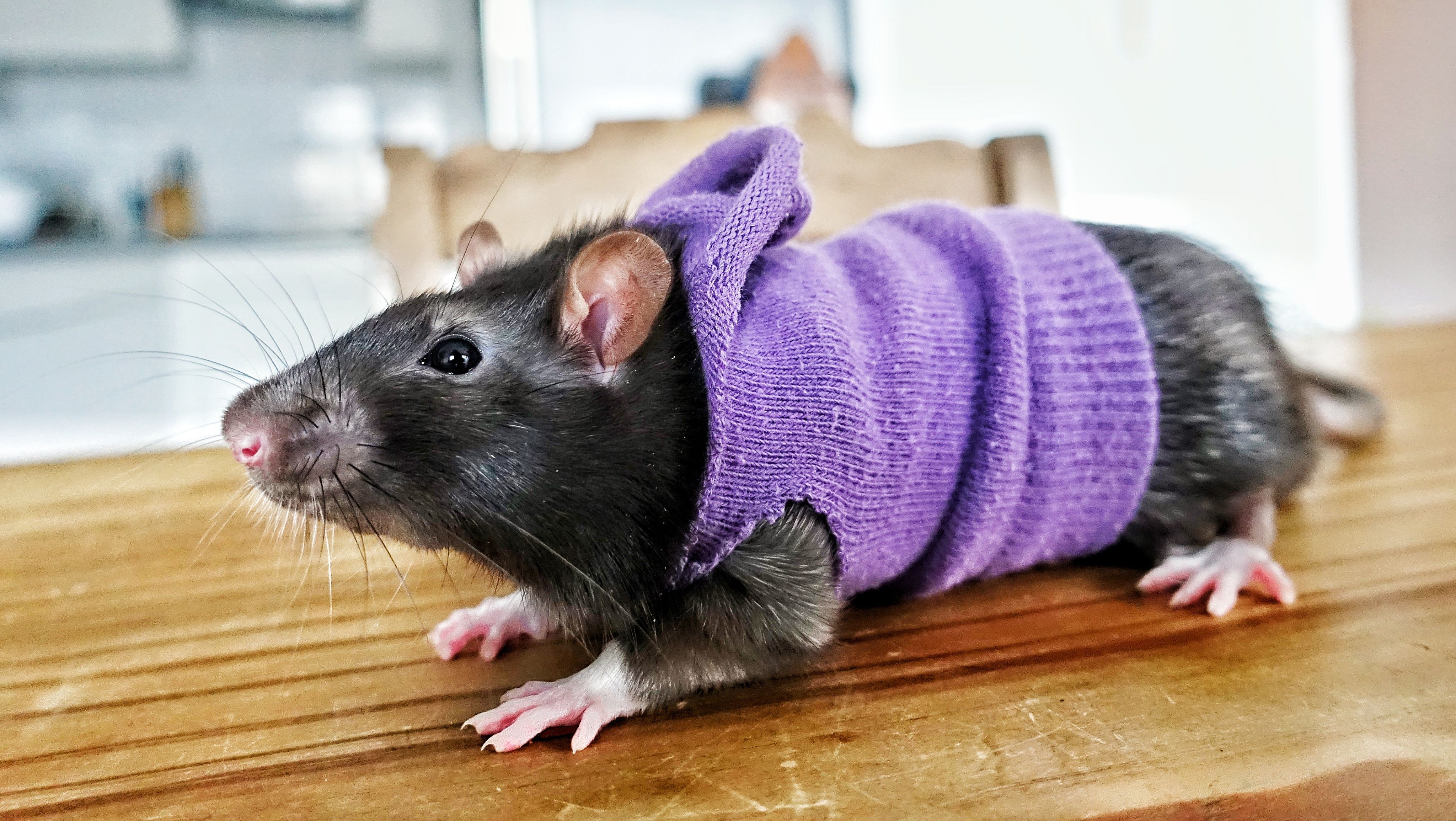 Сколько живут крысы  в домашних условиях, срок жизни декоративных крыс