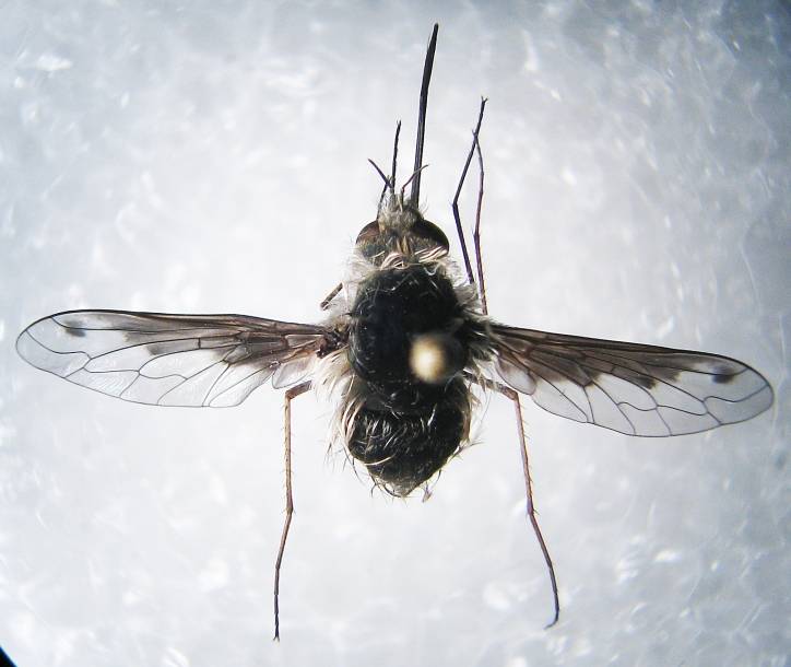 Как высоко летают комары и мухи