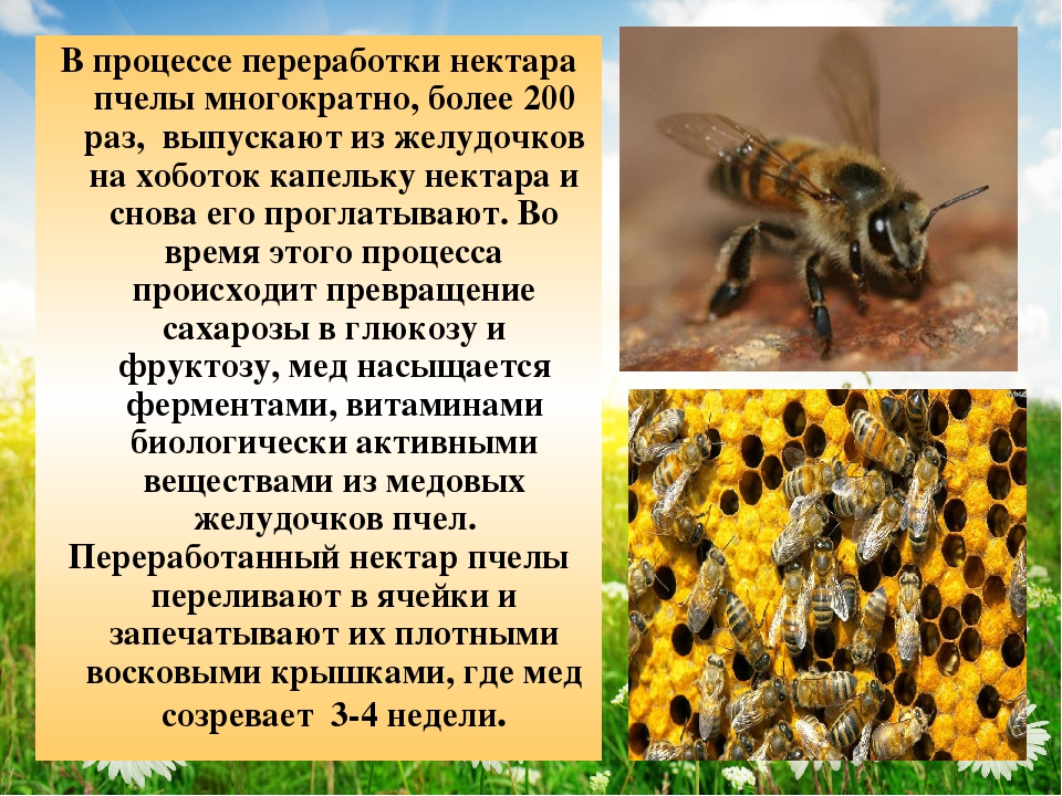 Особенности строения пчел: тело, крылья, голова, характеристики