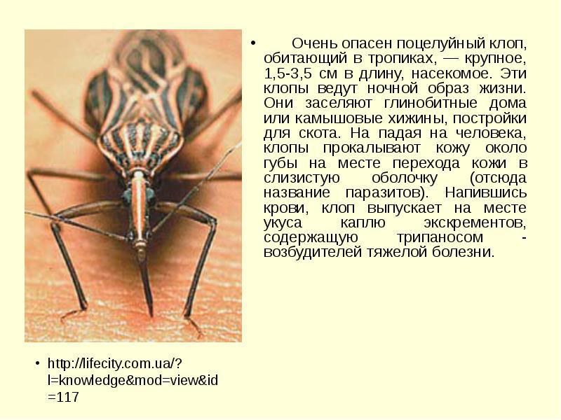 Лесной клоп, клоп вонючка, древесный, триатомовый и многие другие уличные представители этих насекомых русский фермер