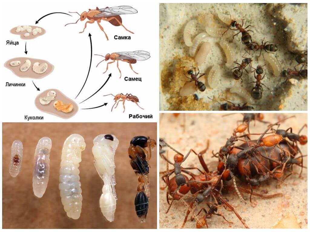 Размножение муравьёв