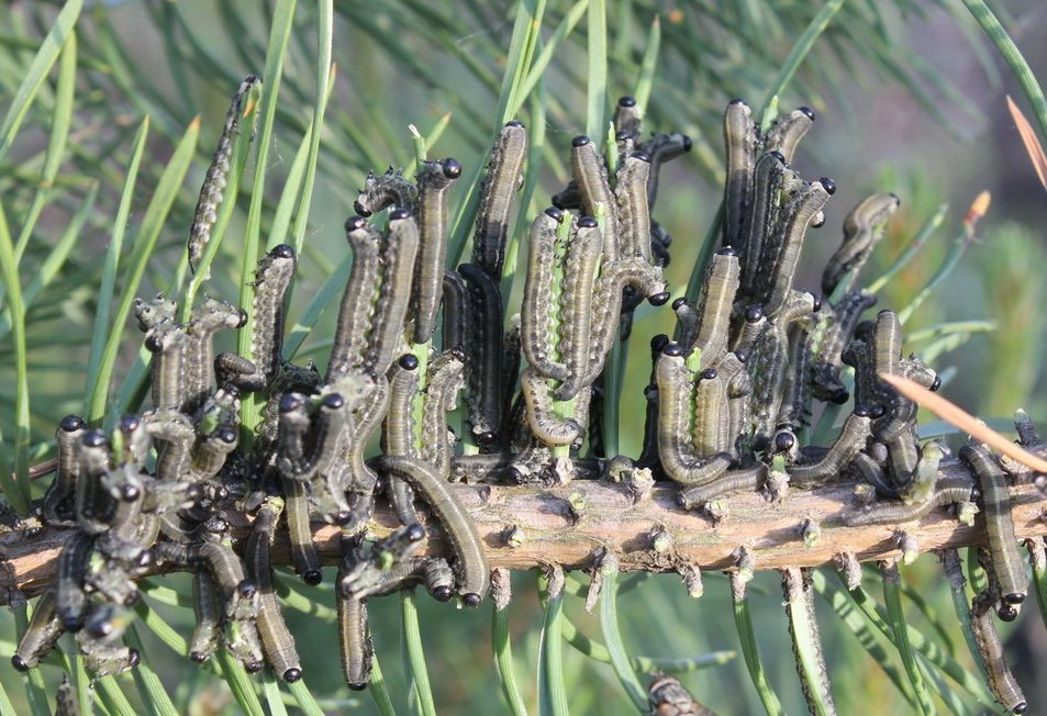 Гусеницы на сосне: что делать если в саду завелись вредители деревьев? как и чем обрабатываются сосны (видео + 95 фото)