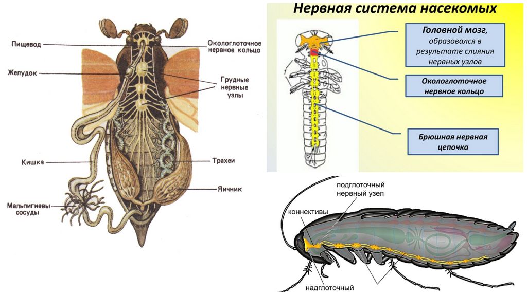 Какие системы у насекомых. Строение нервной системы насекомых. Строение нервной системы таракана. Системы органов насекомых нервная система. Нервная система насекомых схема.