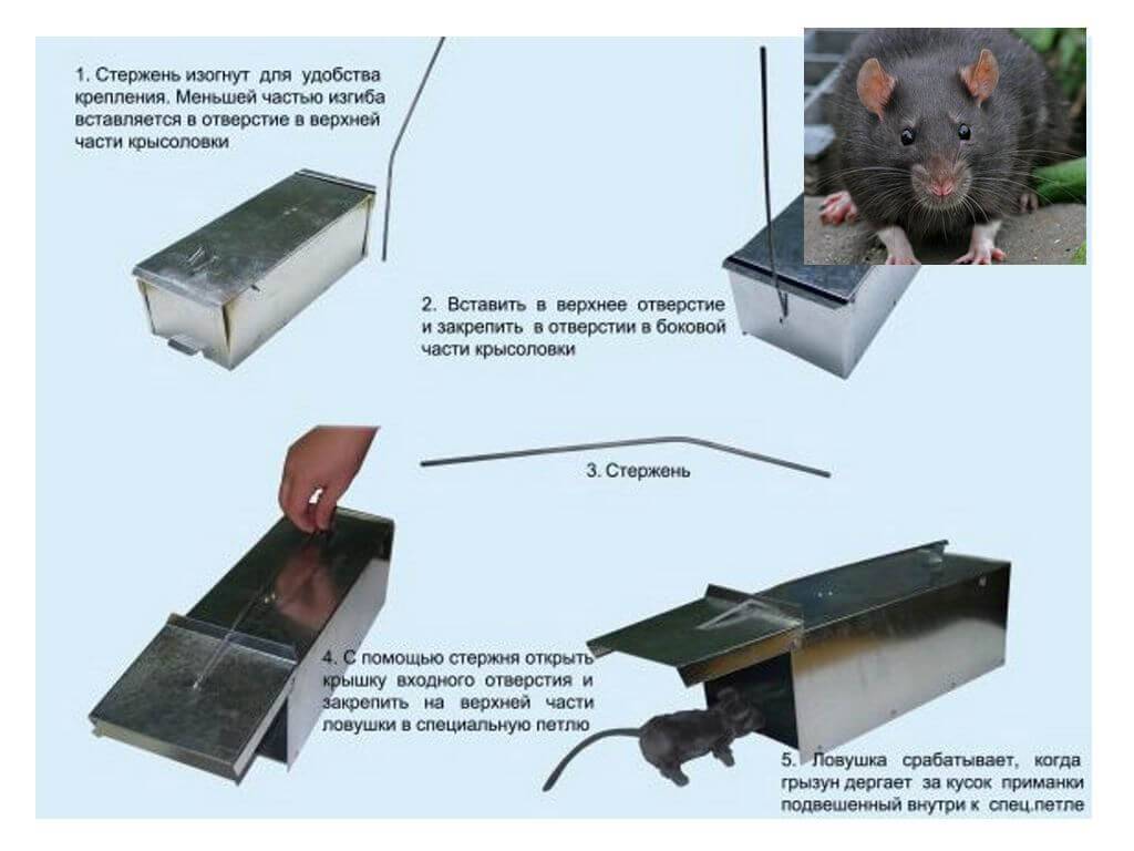 Как поймать крысу в доме