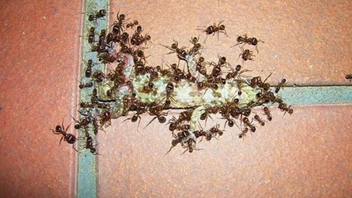 Как избавиться от рыжих муравьев в квартире с гарантией