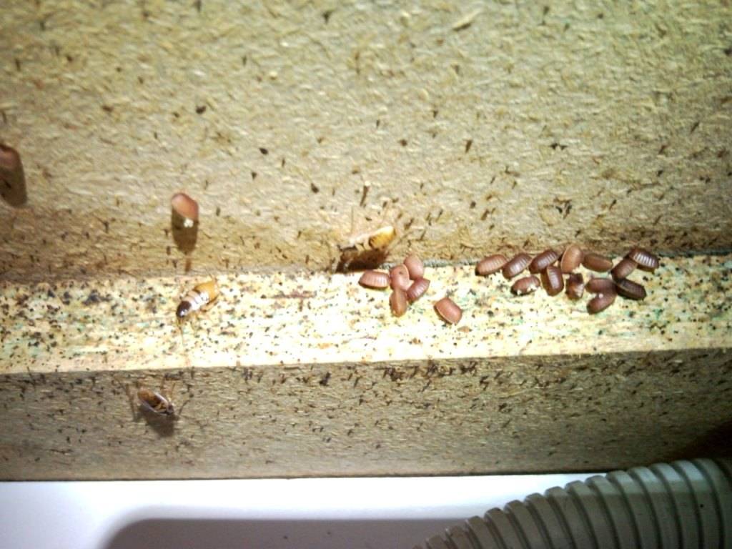 Где живут тараканы | где искать гнездо тараканов в квартире