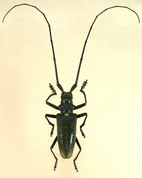 Черный еловый усач (фото): описание и вредоносная деятельность жука