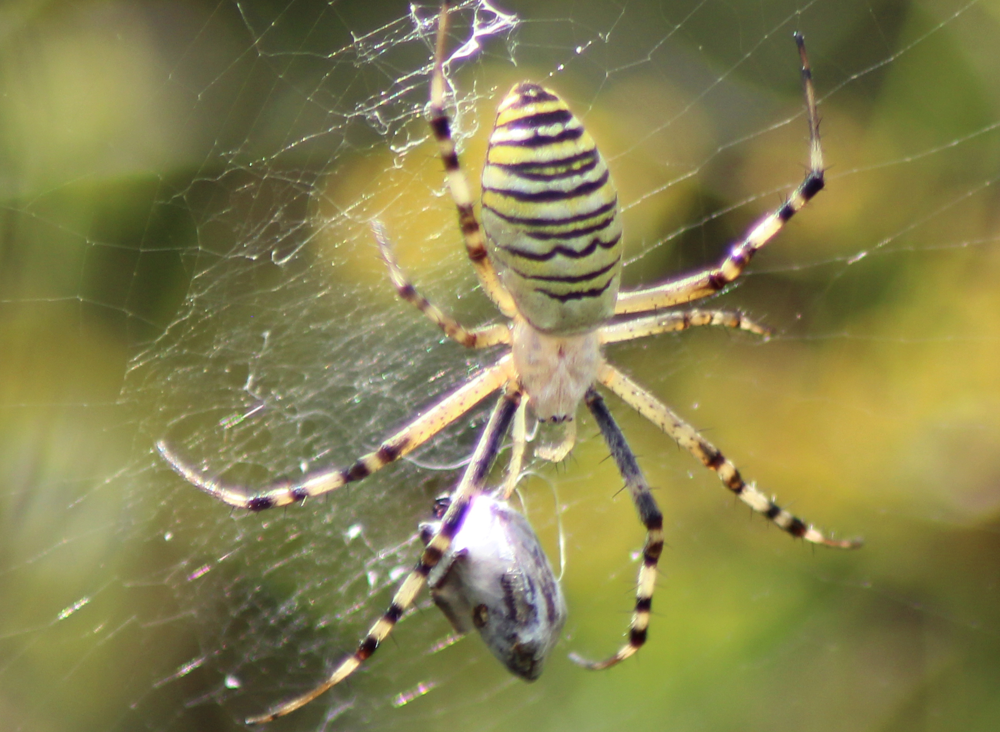 Виды пауков: описание подотрядов, внешний вид и поведение