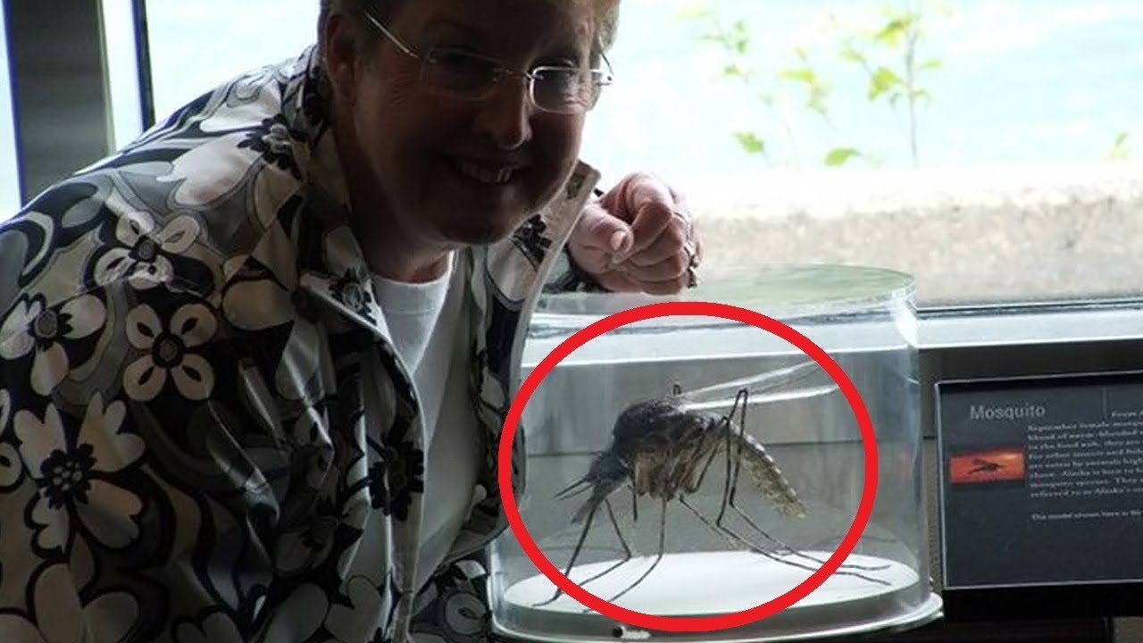 10 самых опасных насекомых в мире, с которыми лучше не встречаться никогда