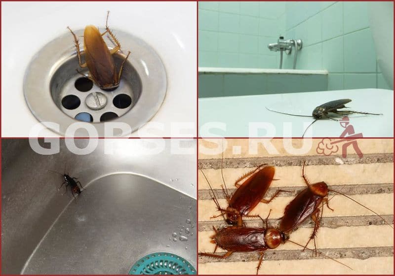 Черные тараканы в квартире: откуда берутся, фото, как от них избавиться раз и навсегда