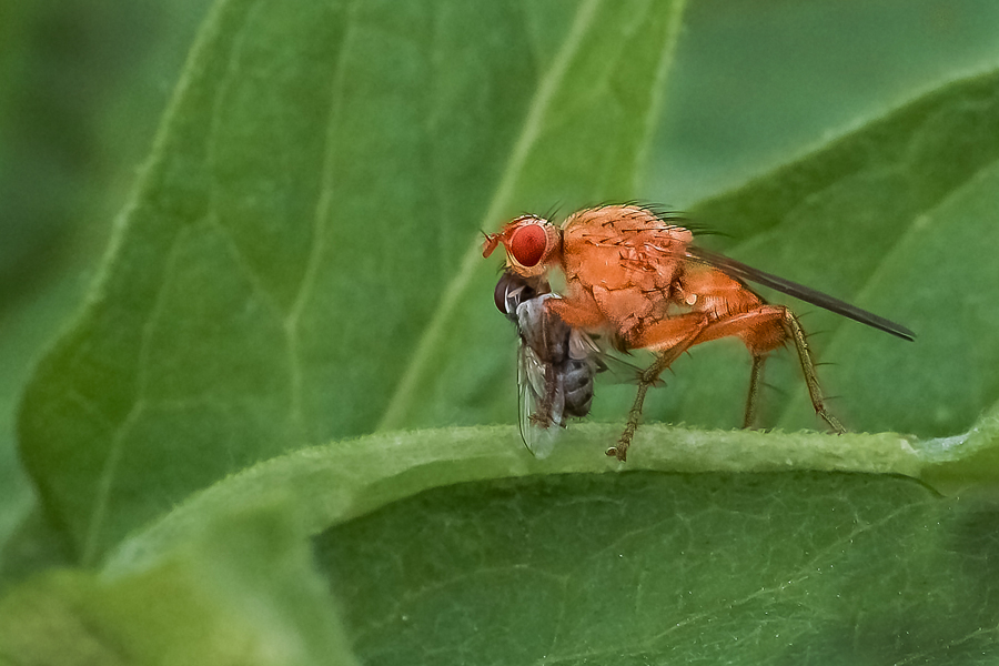 Цветок который ест мух: как называется и чем питается ещё?