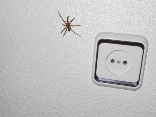 Нежелательные гости в доме — пауки: как избавиться и больше не допускать