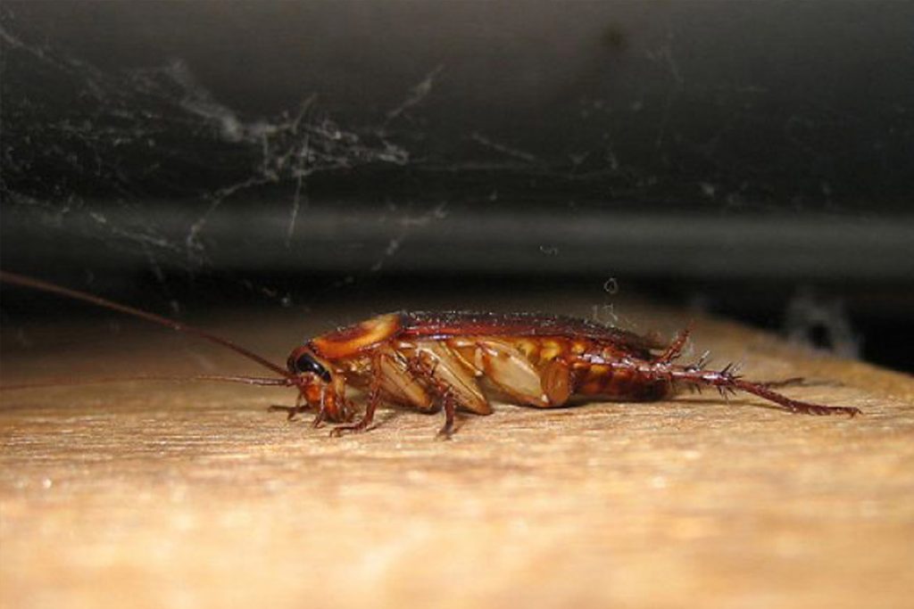 Сколько дней живут тараканы без еды. сколько живут тараканы домашние — в различных условиях и методы борьбы с ними. живет ли таракан без головы