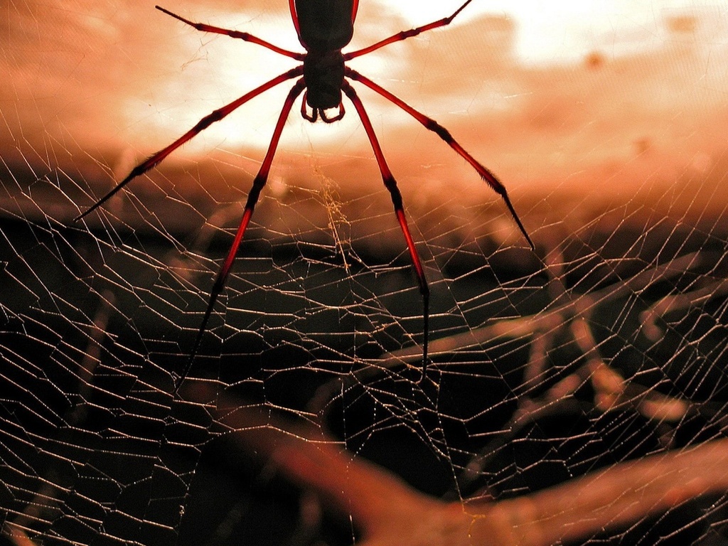 Приметы о пауках в доме: хорошо или плохо увидеть белого или черного арахнида