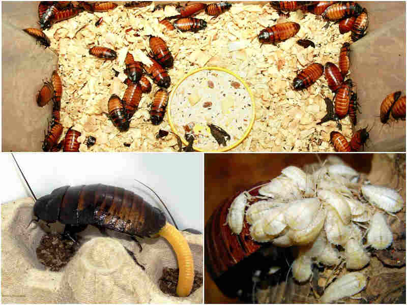 Описание мадагаскарских шипящих тараканов и их содержание: рассматриваем по пунктам