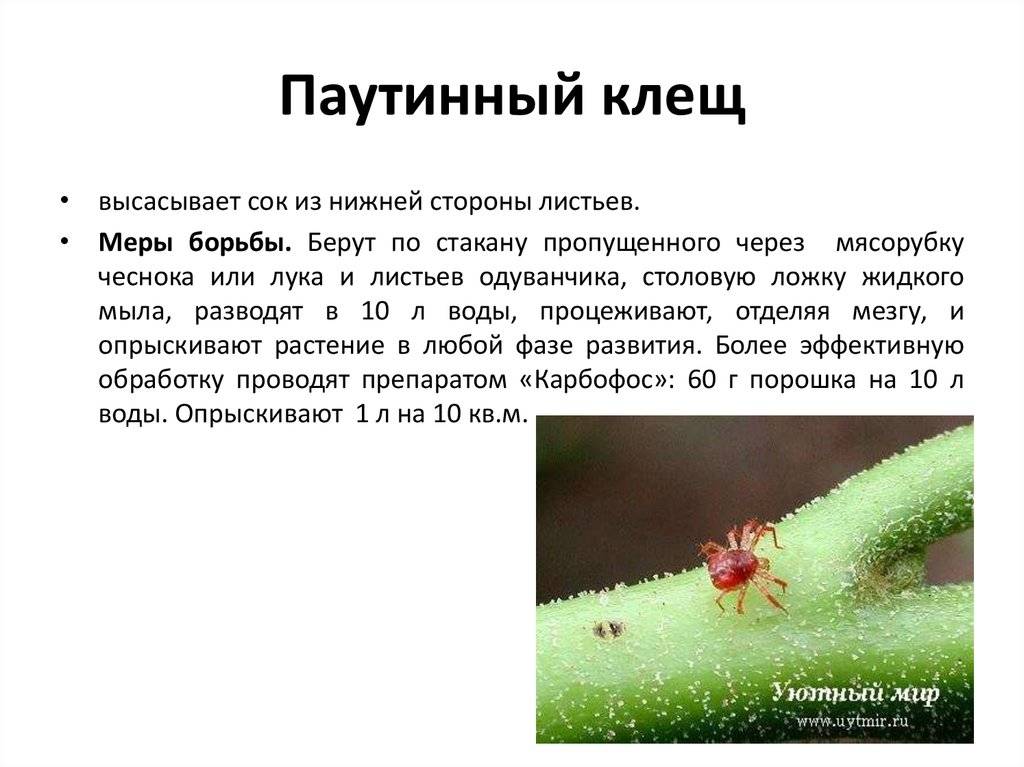 Паутинный клещ (tetranychinae). описание, профилактика и методы борьбы с паутинным клещом | флористика на "добро есть!"