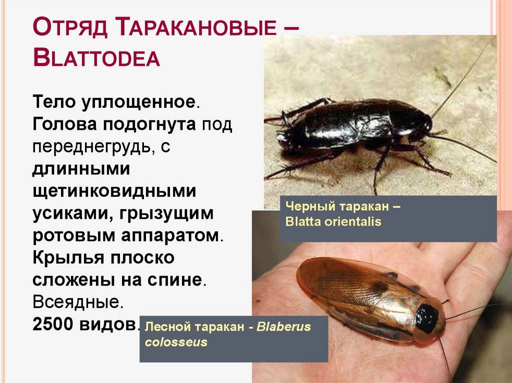 Виды и разновидности домашних тараканов с фото