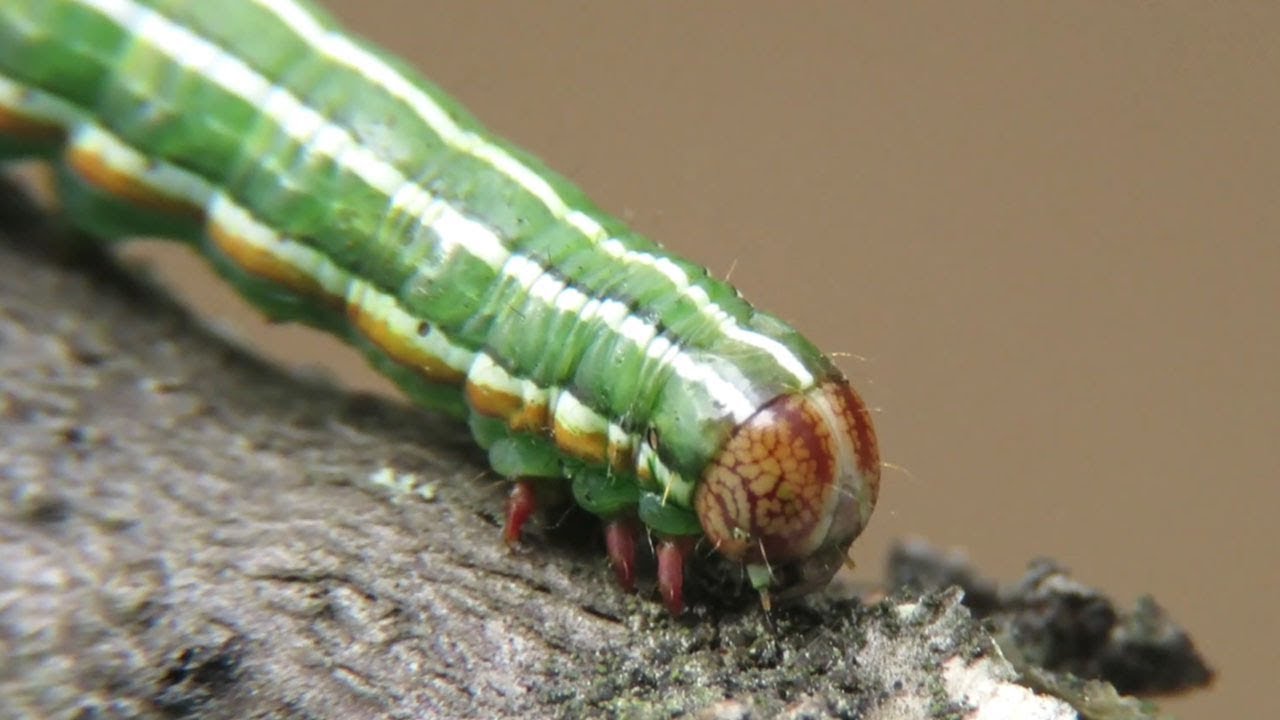 Сосновая совка — гусеница, поедающая хвойные плантации