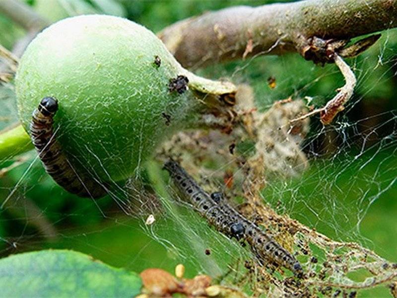Как избавиться от гусениц на плодовых деревьях: самые эффективные методы борьбы