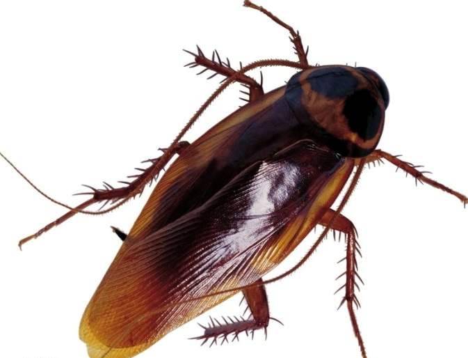 Летающие тараканы: правда или вымысел