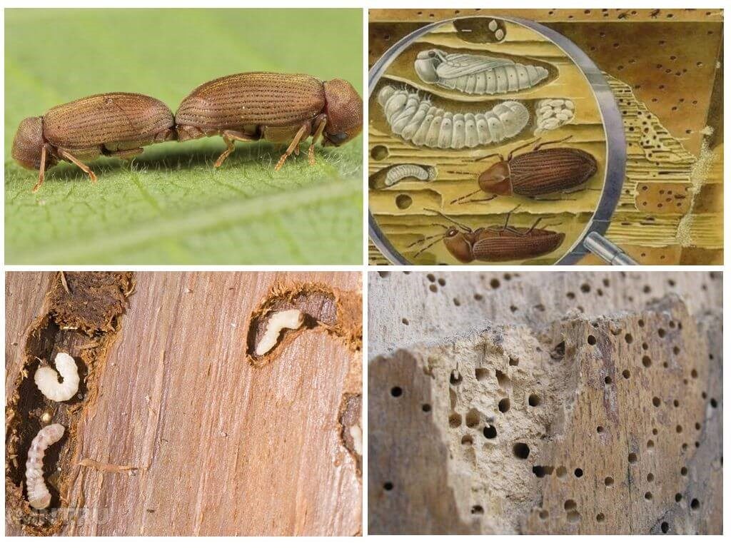 Древесный жук в деревянном доме. шашель или жук — древоточец: фото насекомого, как распознать присутствие и как от него избавиться. распознаем врага: что нужно знать