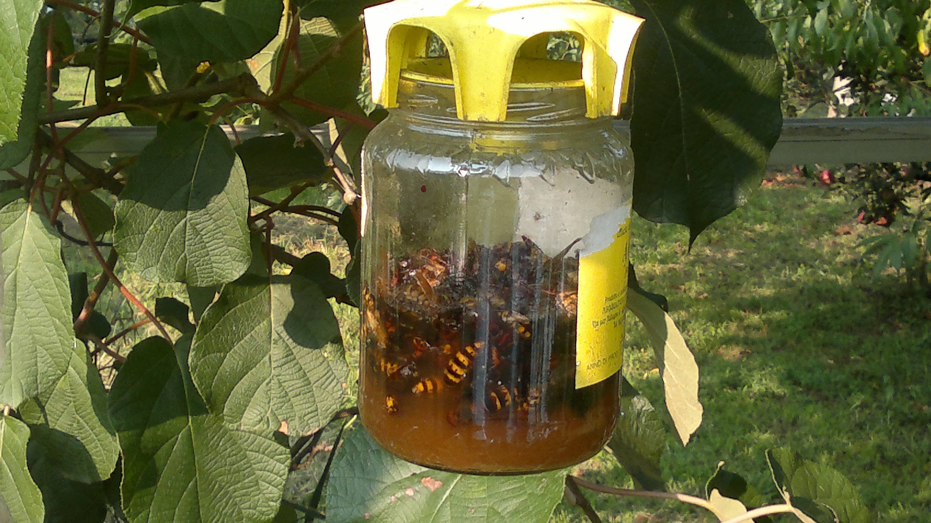 Выводим ос, шмелей и шершней из под крыши дома - советы по избавлению от опасных насекомых