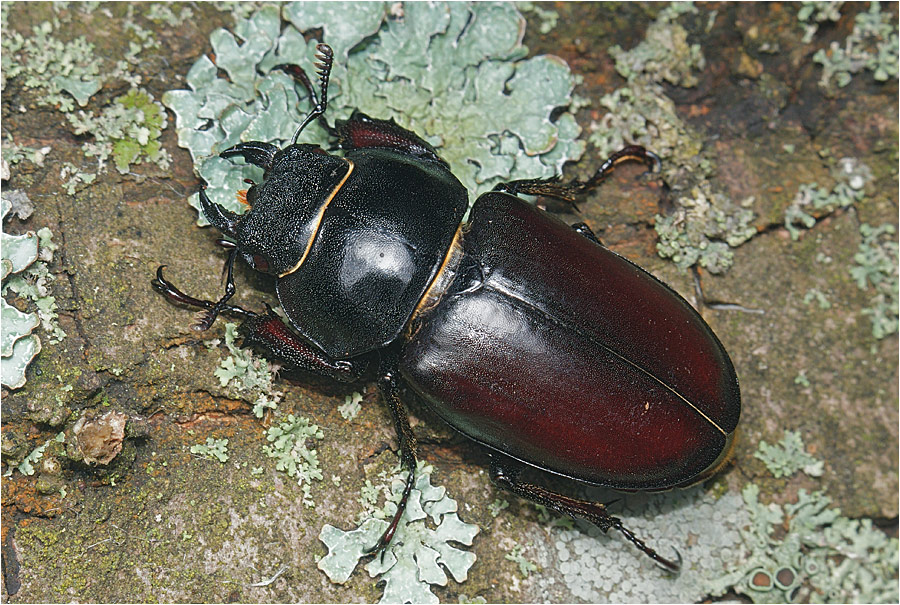 Афодий двупятнистый – редкий краснокнижный жук