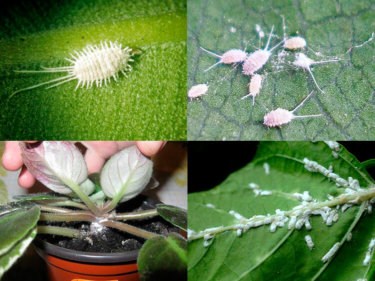 Белокрылки: 12 фото вредителя и способы избавления от мелких насекомых