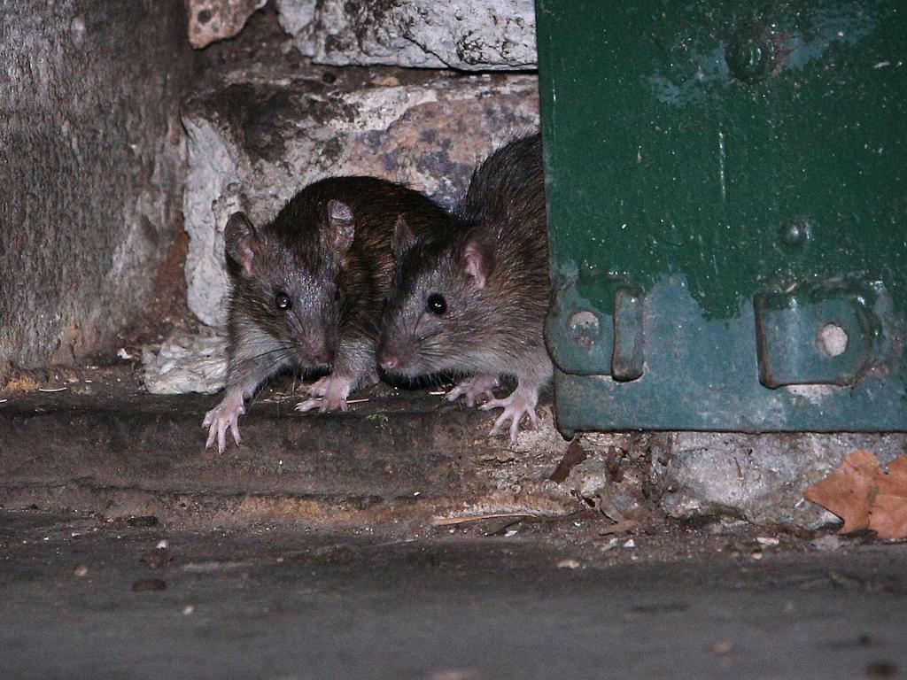 Полёвка водяная или земляная крыса в огороде: фото и меры борьбы с вредителем биологическими и химическими методами