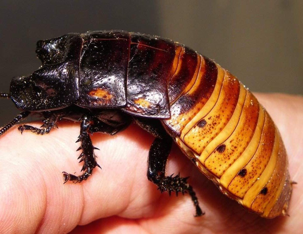 Мадагаскарский таракан – морфология, описание, особенности, жизненный цикл, чем питаются, как размножаются