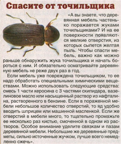 Хлебный жук точильщик: неприхотливый вредитель провизии