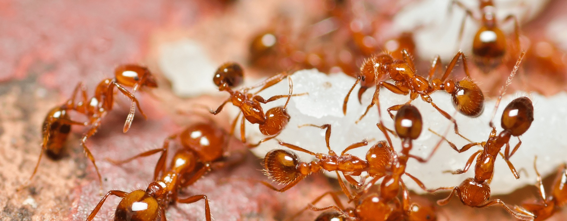 Огненные муравьи: описание и фото