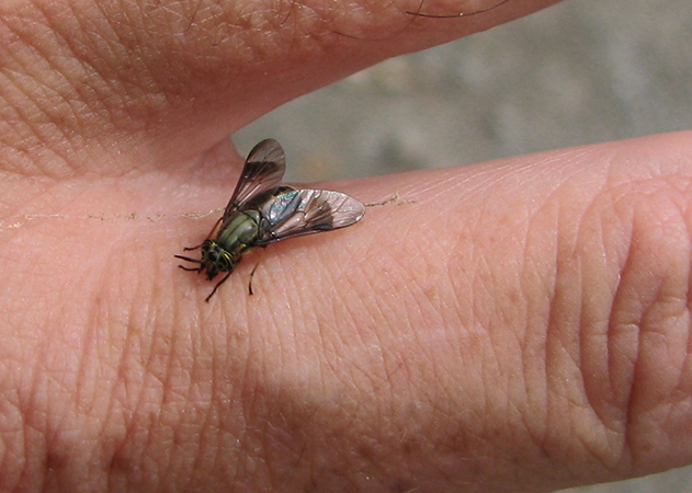 Почему мухи кусаются, особенно, в конце лета? / как избавится от насекомых в квартире