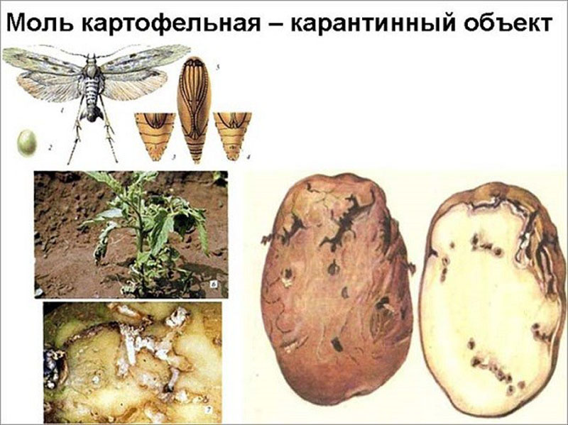 Чем обработать картофель перед посадкой от картофельной моли: какие таблетки использовать против насекомого