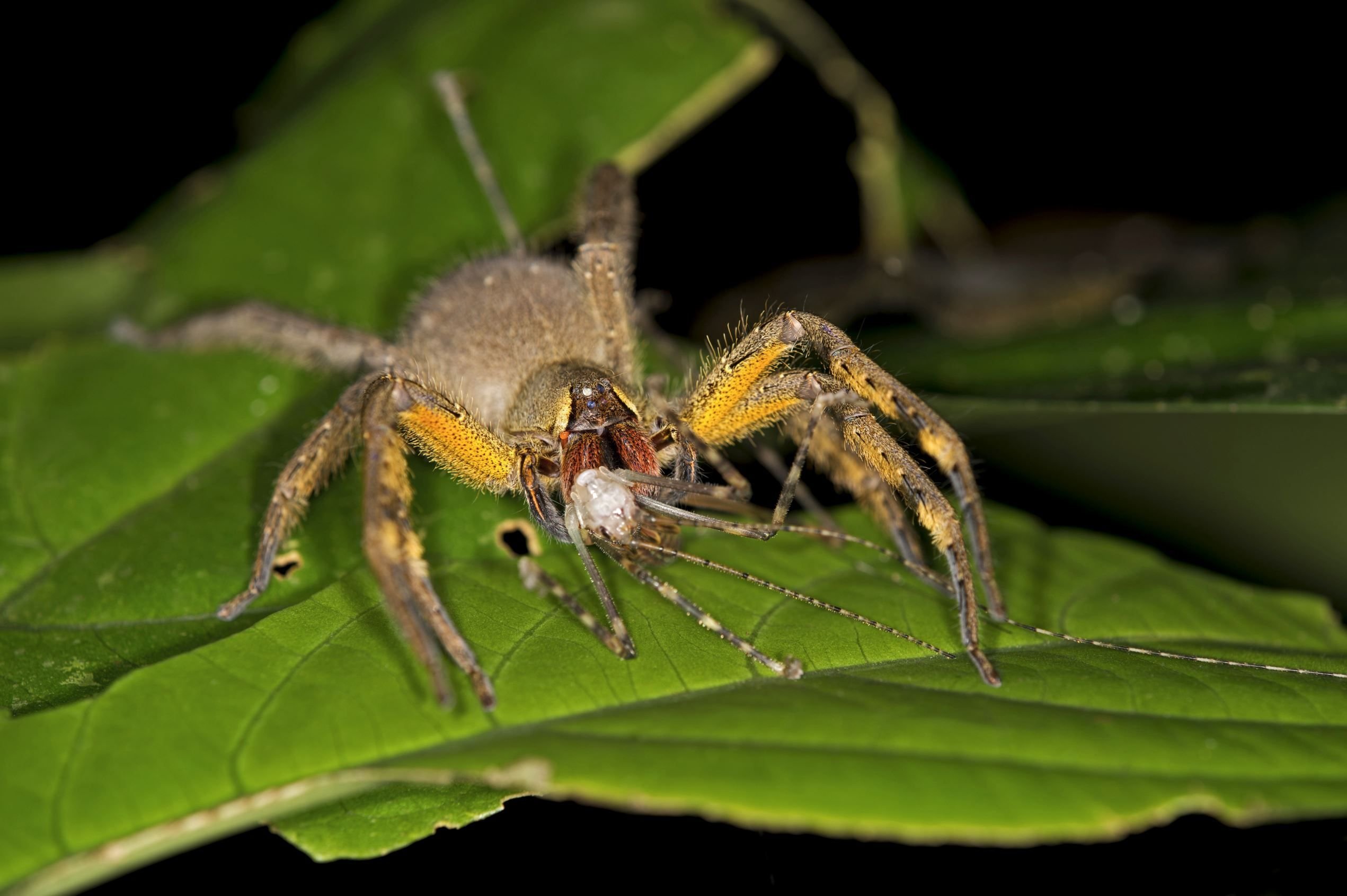 Ужасные бразильские пауки солдаты. где обитает бразильский странствующий паук phoneutria банановый странствующий паук
