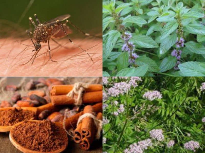 Как защитить себя от комаров и мошек дома и на природе