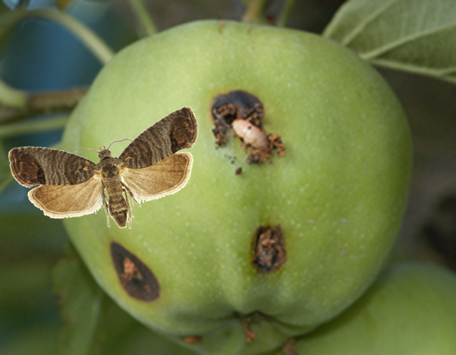 Плодожорка на яблоне: методы борьбы и профилактики
