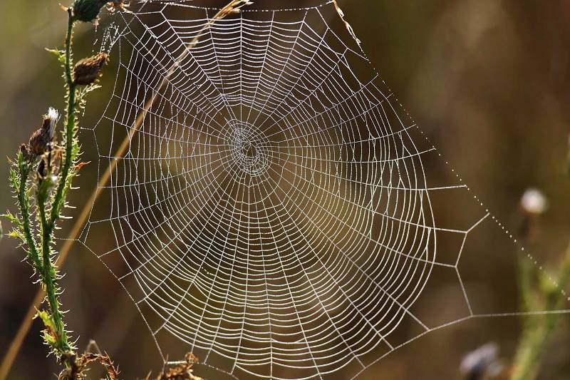 Откуда у паука нить? процесс производства паутины и нити пауками