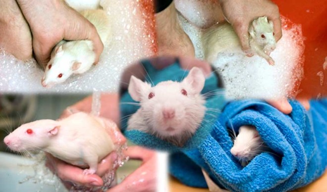 Продолжительность жизни крысы: у декоративных и диких грызунов