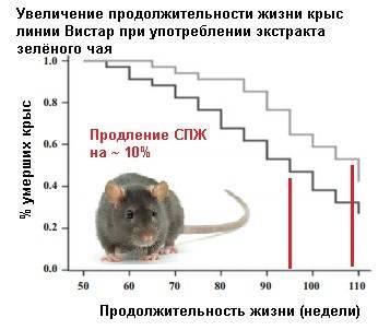 Сколько живут крысы