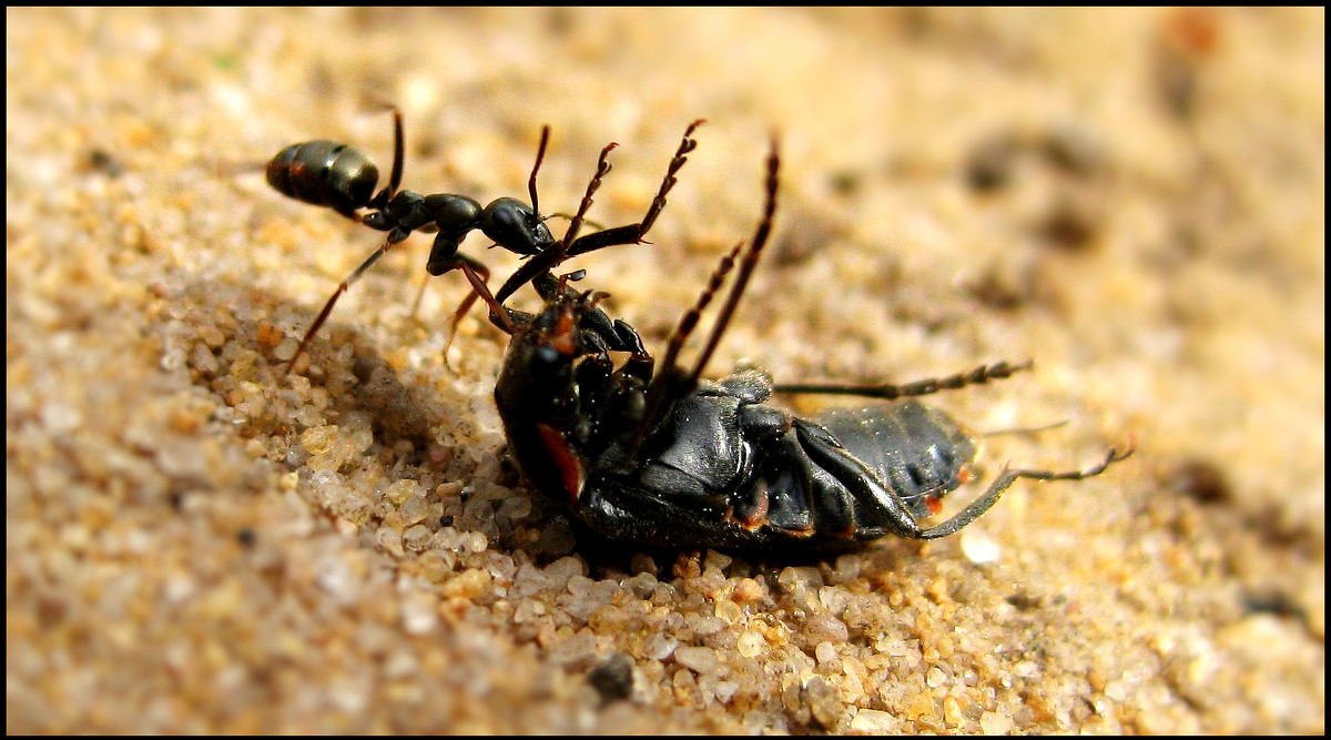 Муравьи убийцы - самые опасные муравьи в мире
