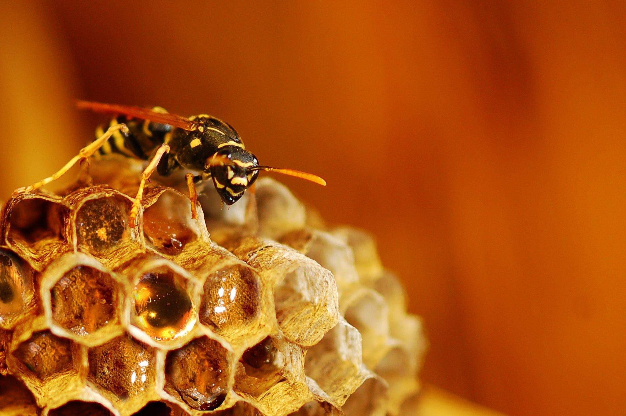 Делают ли осы мёд: процесс производства сладкого десерта