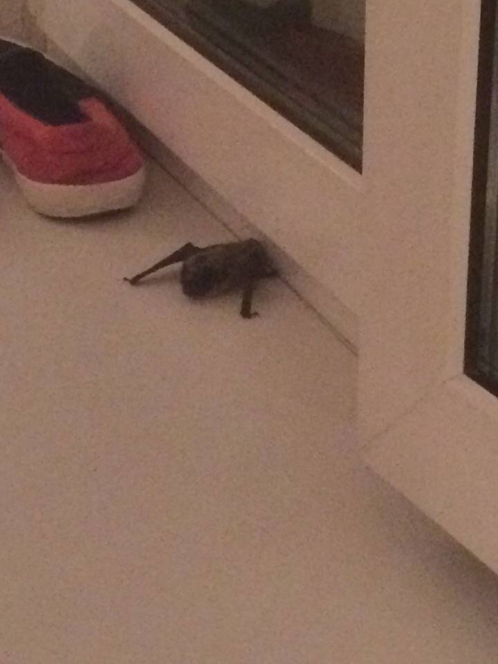 Летучая мышь спряталась в квартире