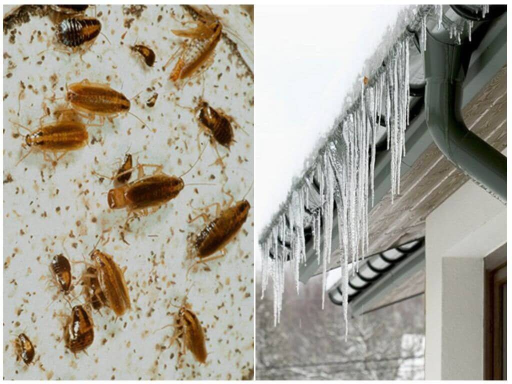 Чего бояться тараканы – температура, запахи и борная кислота