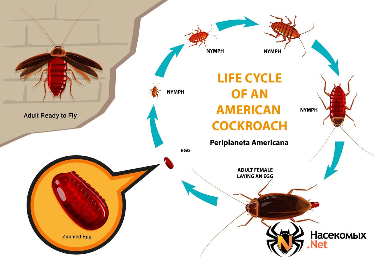 Черные и рыжие тараканы: как размножаются и сколько живут