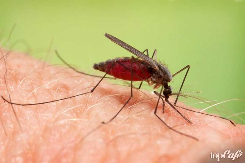 Укус малярийного комара – кусаются ли малярийные комары, фото, симптомы и последствия укуса
