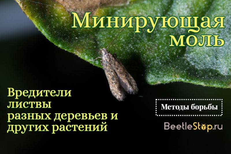 Моль-малютка яблонная | справочник пестициды.ru