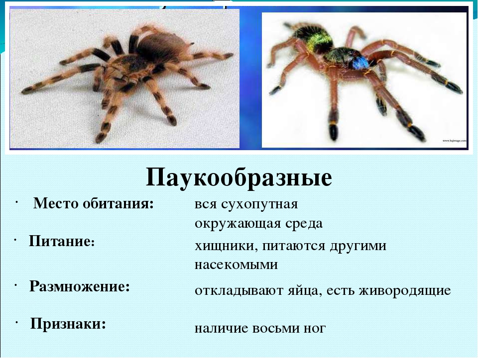Кто такие пауки – это насекомое или нет, чем они питаются и какие существуют разновидности