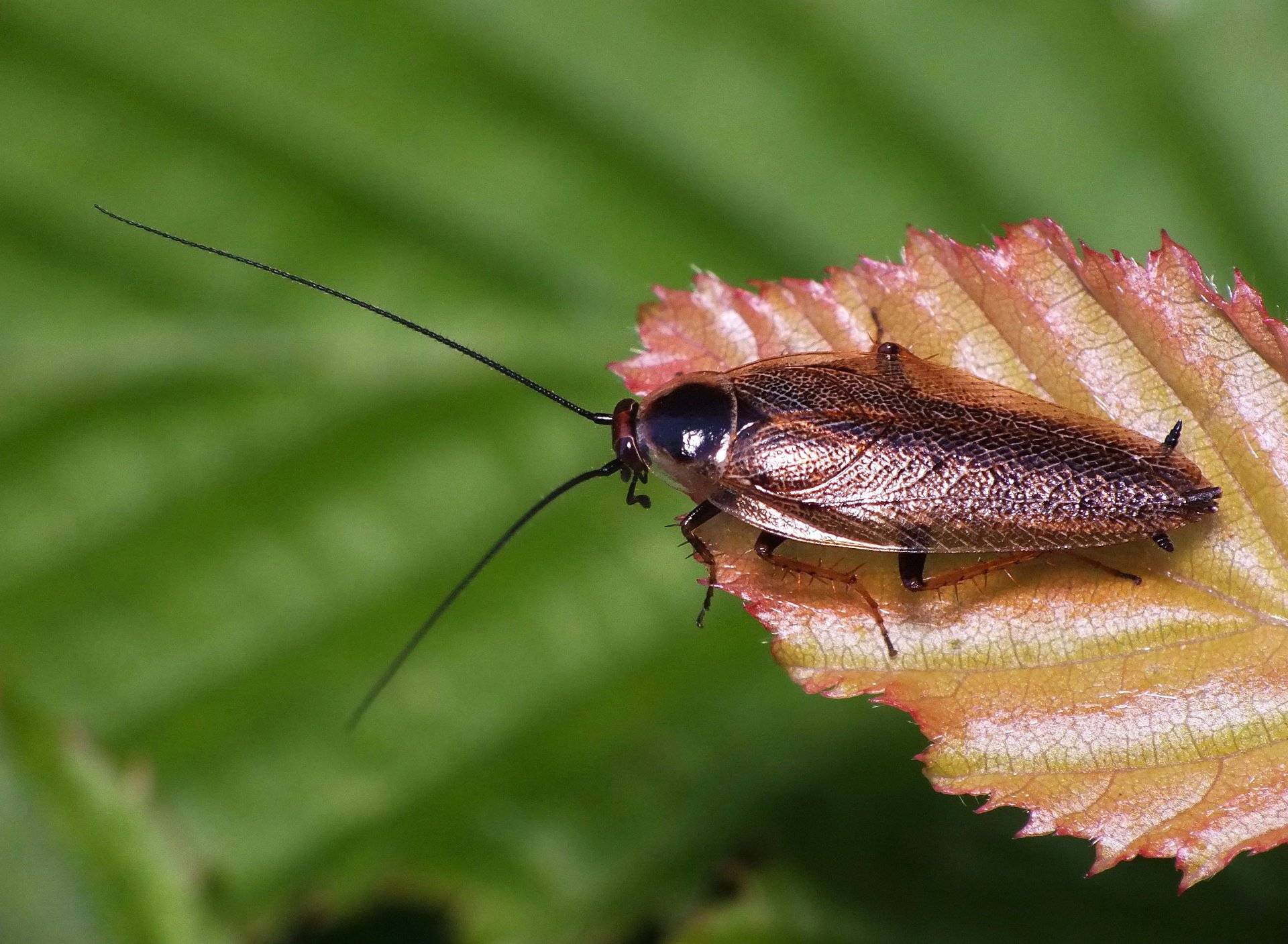 Образ жизни насекомых - какие они бывают и как они живут